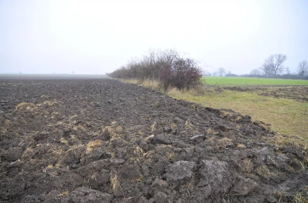 Ziemia rolna 2026: Ile za hektar? Ceny, regiony, prognozy.