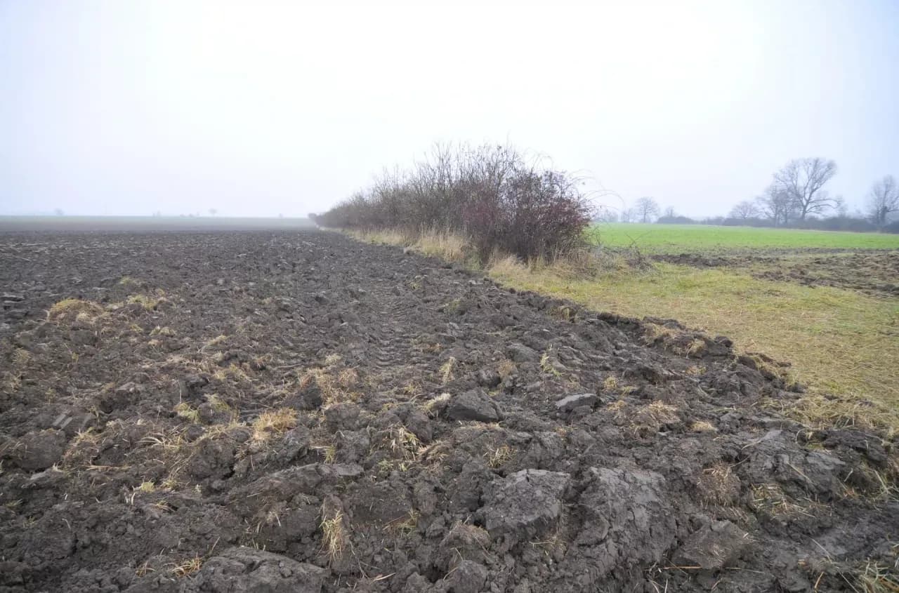 Ziemia rolna 2026: Ile za hektar? Ceny, regiony, prognozy.