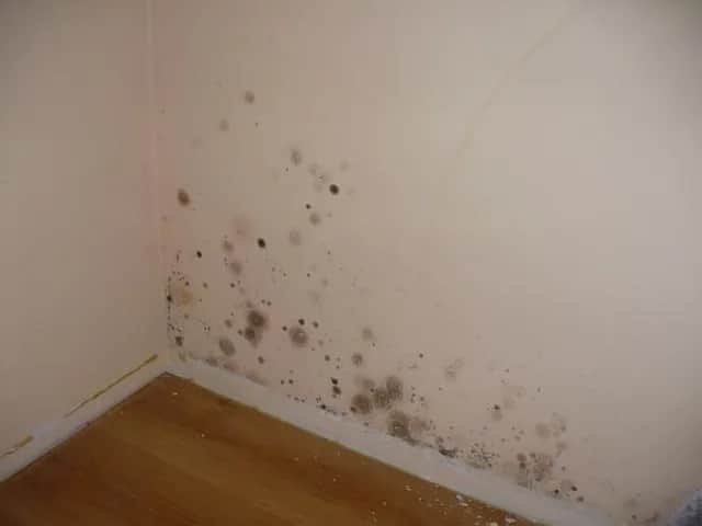 Grzyb w mieszkaniu? Usuń go raz na zawsze! Poradnik krok po kroku