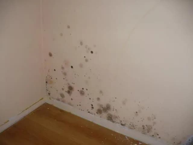 Grzyb w mieszkaniu? Usuń go raz na zawsze! Poradnik krok po kroku