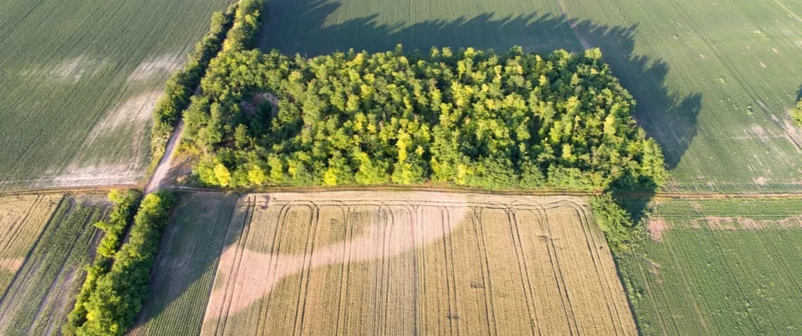 Działka leśna: Co zbudujesz legalnie? Sprawdź zanim kupisz!