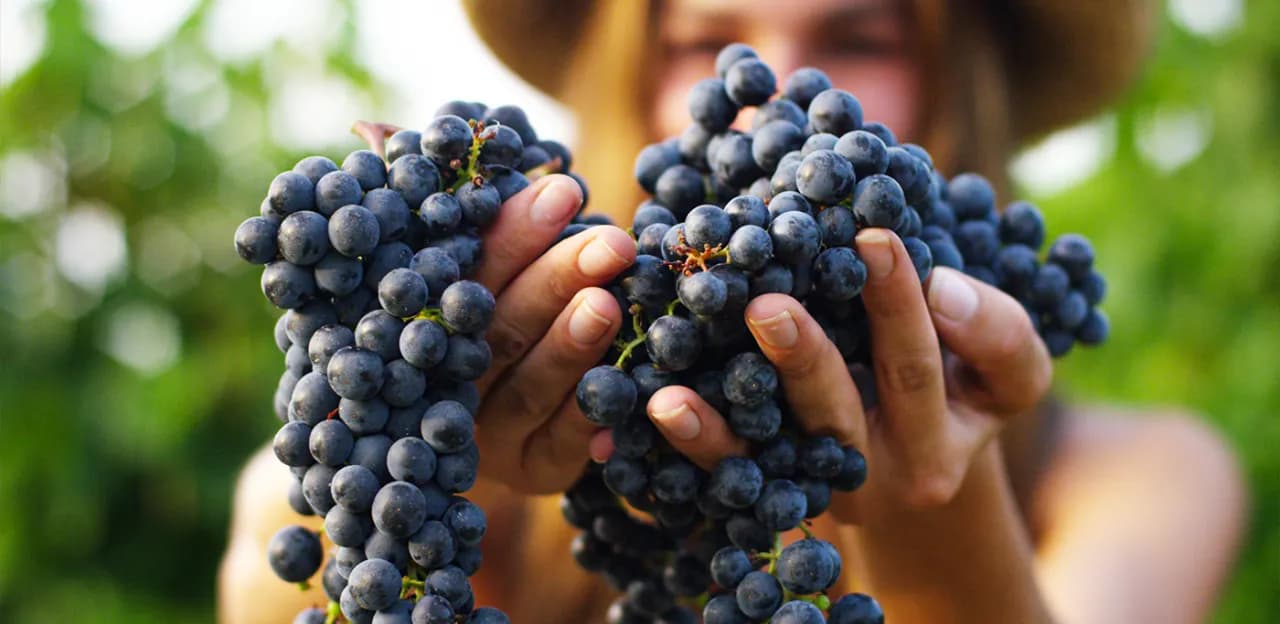 Własne winogrona? Odporne odmiany i prosta uprawa w Polsce!