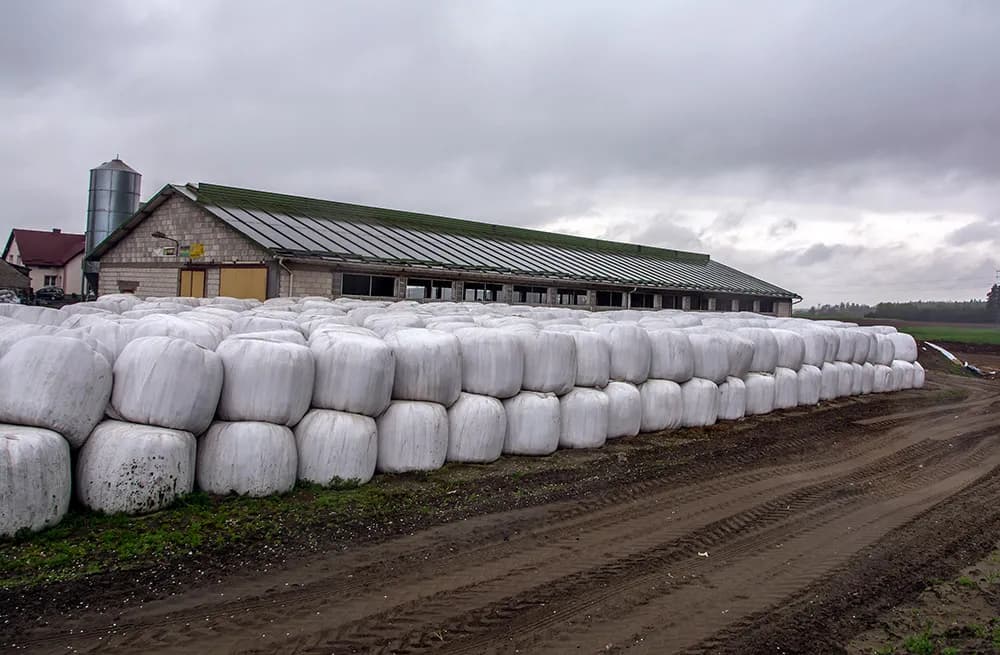 Odległość chlewni od domu: ile metrów i co mówi prawo? Sprawdź DJP!